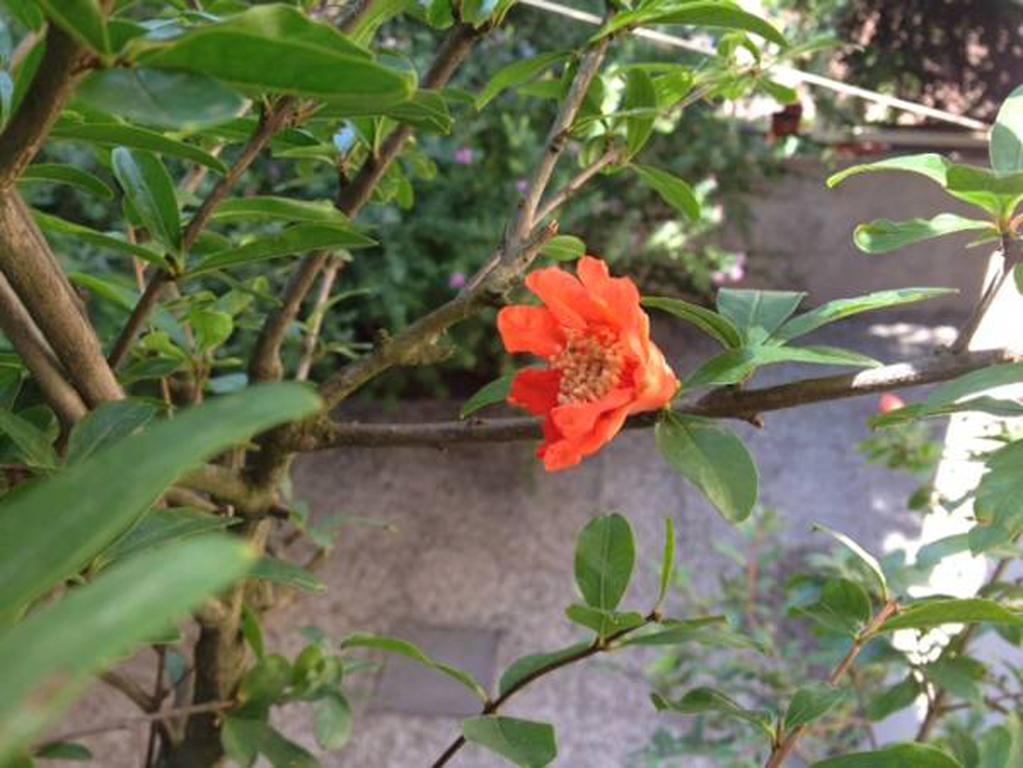 Fiori Al Vaticano68 Ρώμη Εξωτερικό φωτογραφία